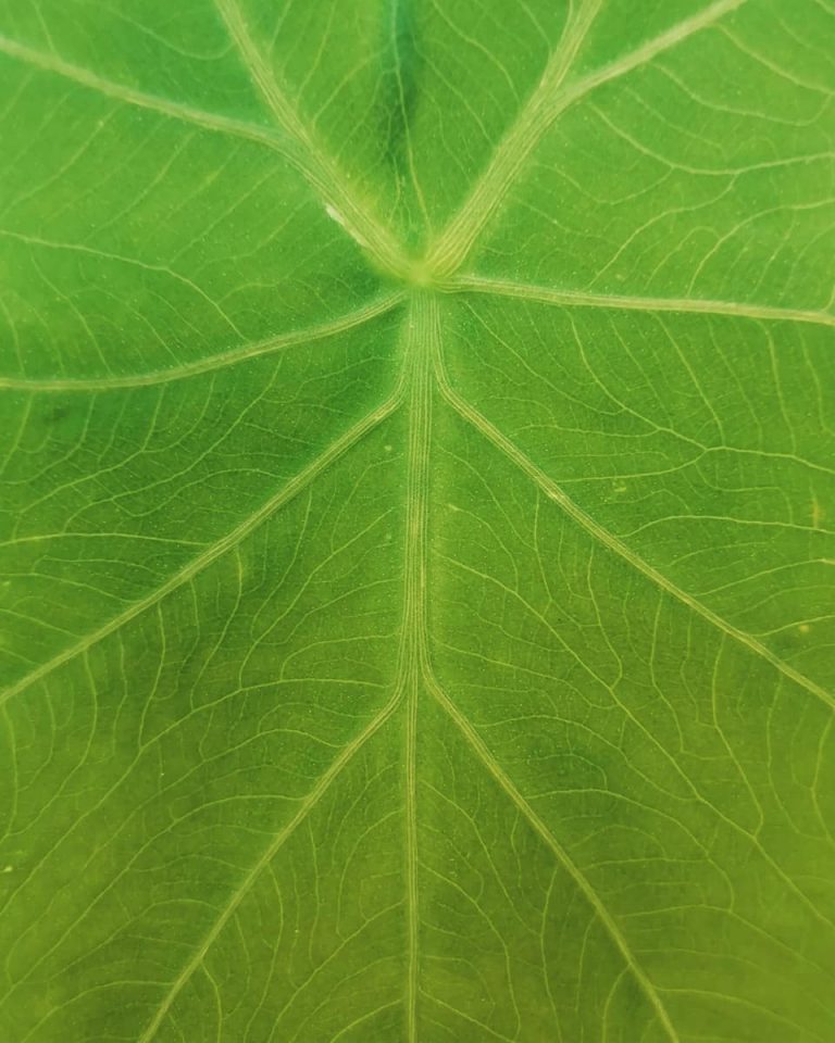 A Colocasia leaf